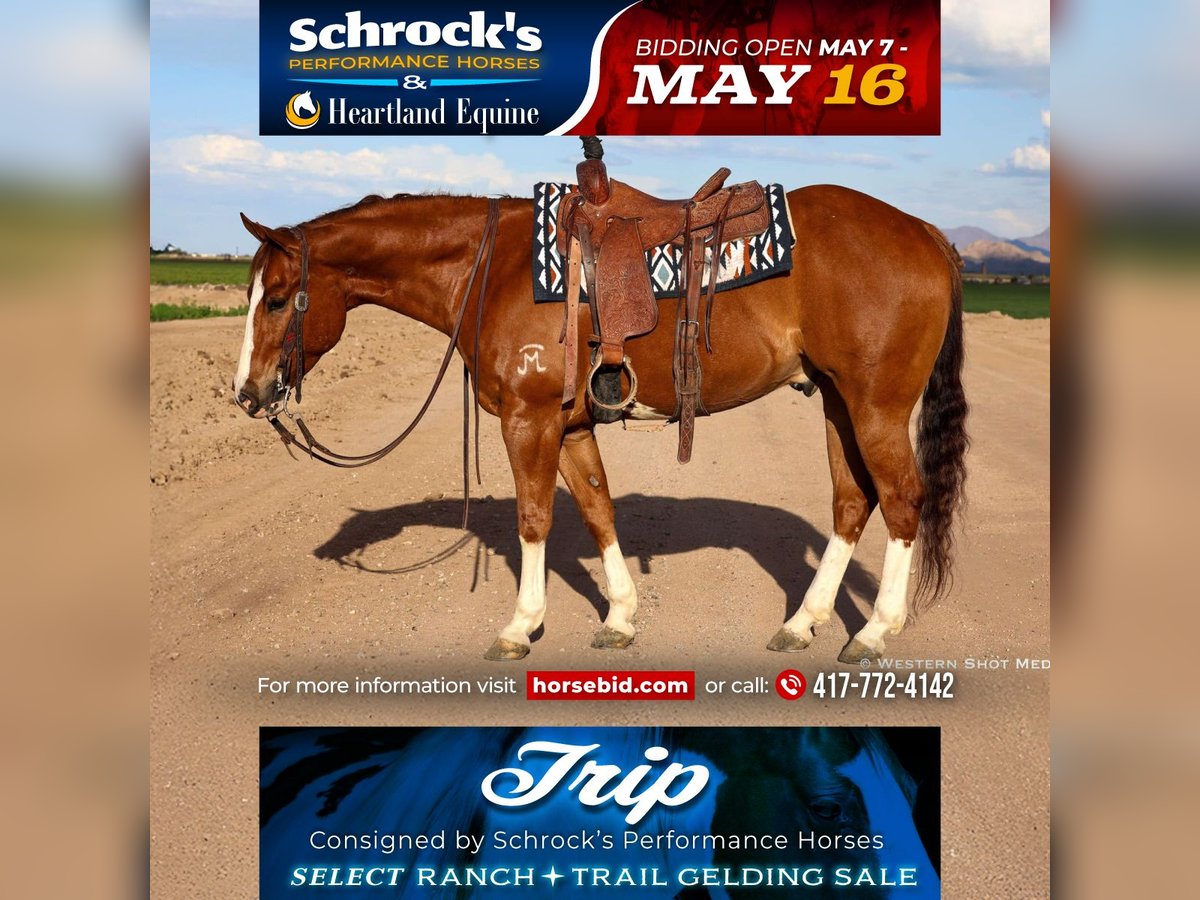 Paint Horse Wallach 5 Jahre 157 cm in Buckeye, AZ