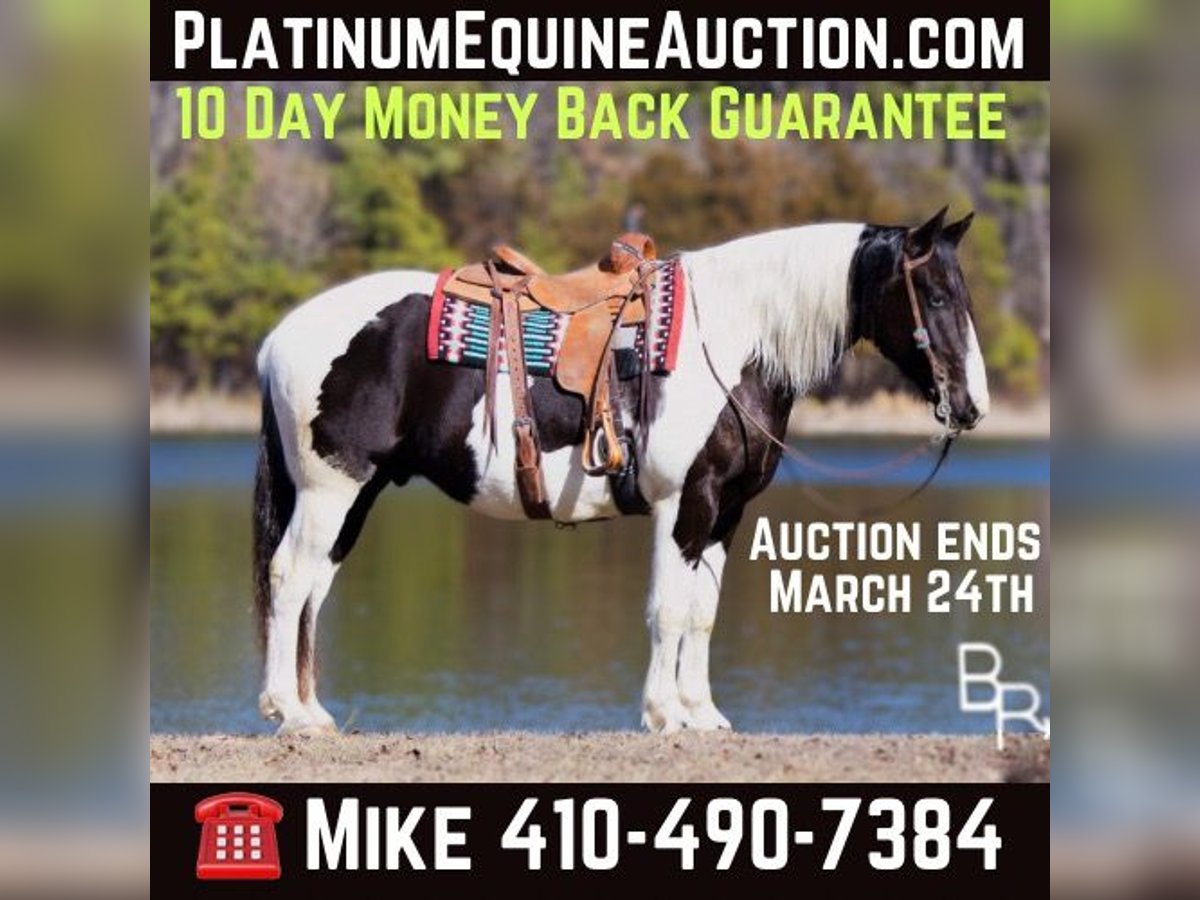 Paint Horse Wallach 5 Jahre Tobiano-alle-Farben in Mountain Grove MO