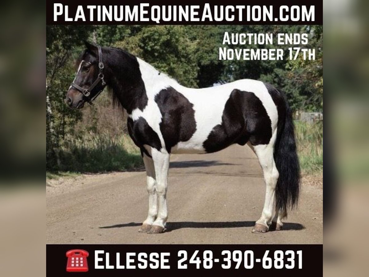 Paint Horse Wallach 6 Jahre 137 cm Tobiano-alle-Farben in Howell MI