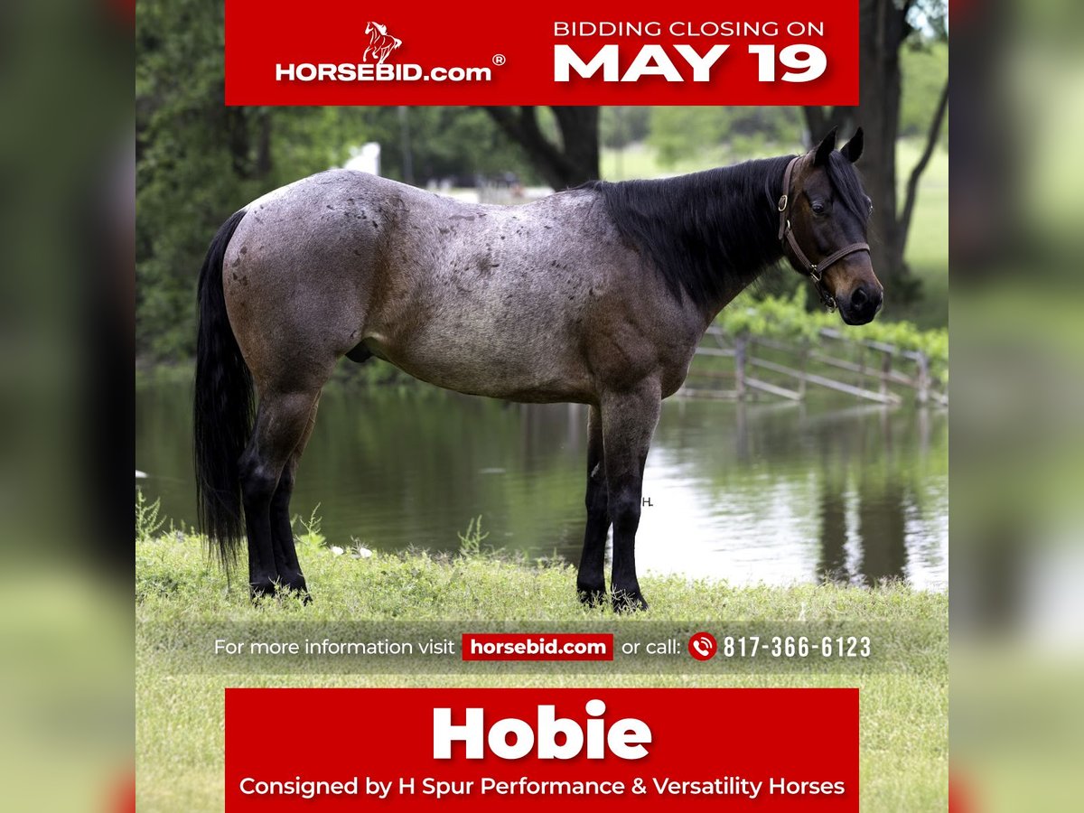 Paint Horse Wallach 6 Jahre 150 cm Roan-Bay in Weatherford, TX