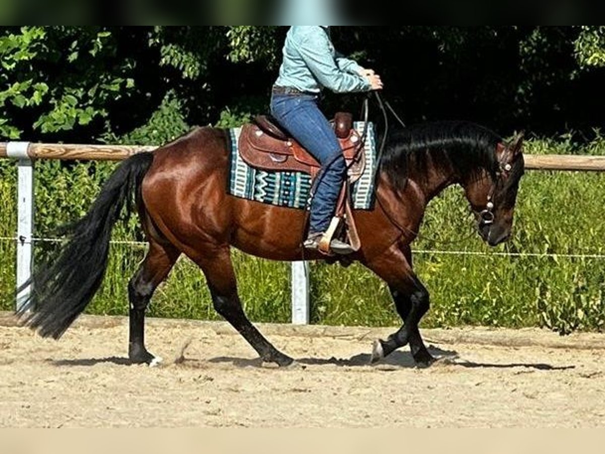 Paint Horse Wallach 6 Jahre 152 cm Brauner in Miesitz