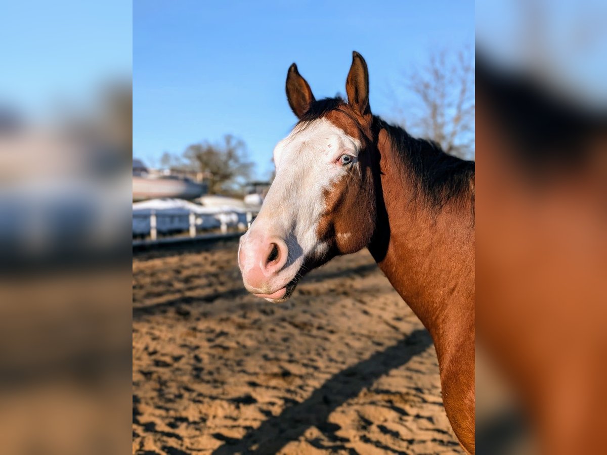 Paint Horse Wallach 6 Jahre 152 cm Overo-alle-Farben in Kiel