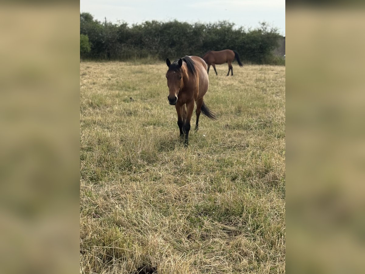 Paint Horse Wallach 6 Jahre 153 cm Brauner in Neubrandenburg