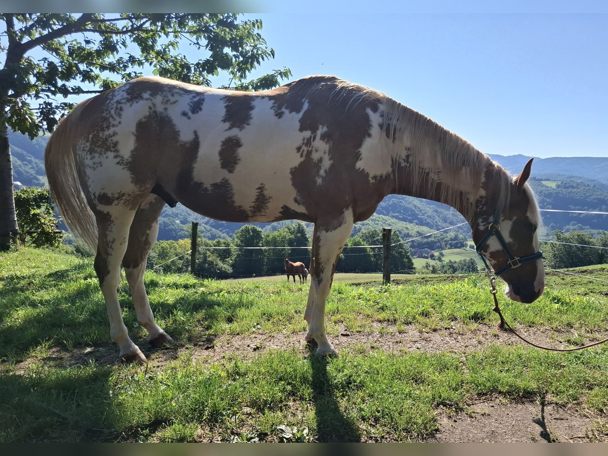Paint Horse Wallach 6 Jahre 158 cm in Koprivnica