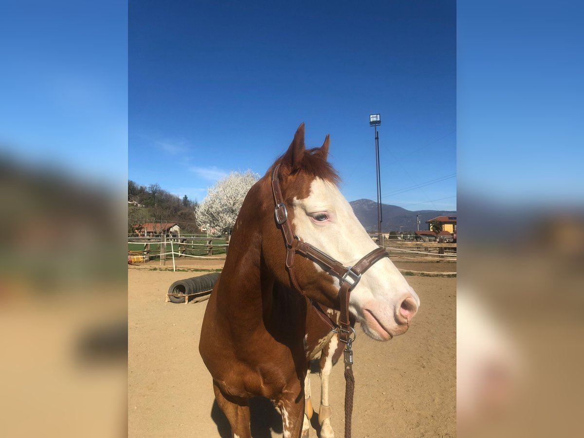 Paint Horse Wallach 6 Jahre 162 cm Schecke in Caraglio