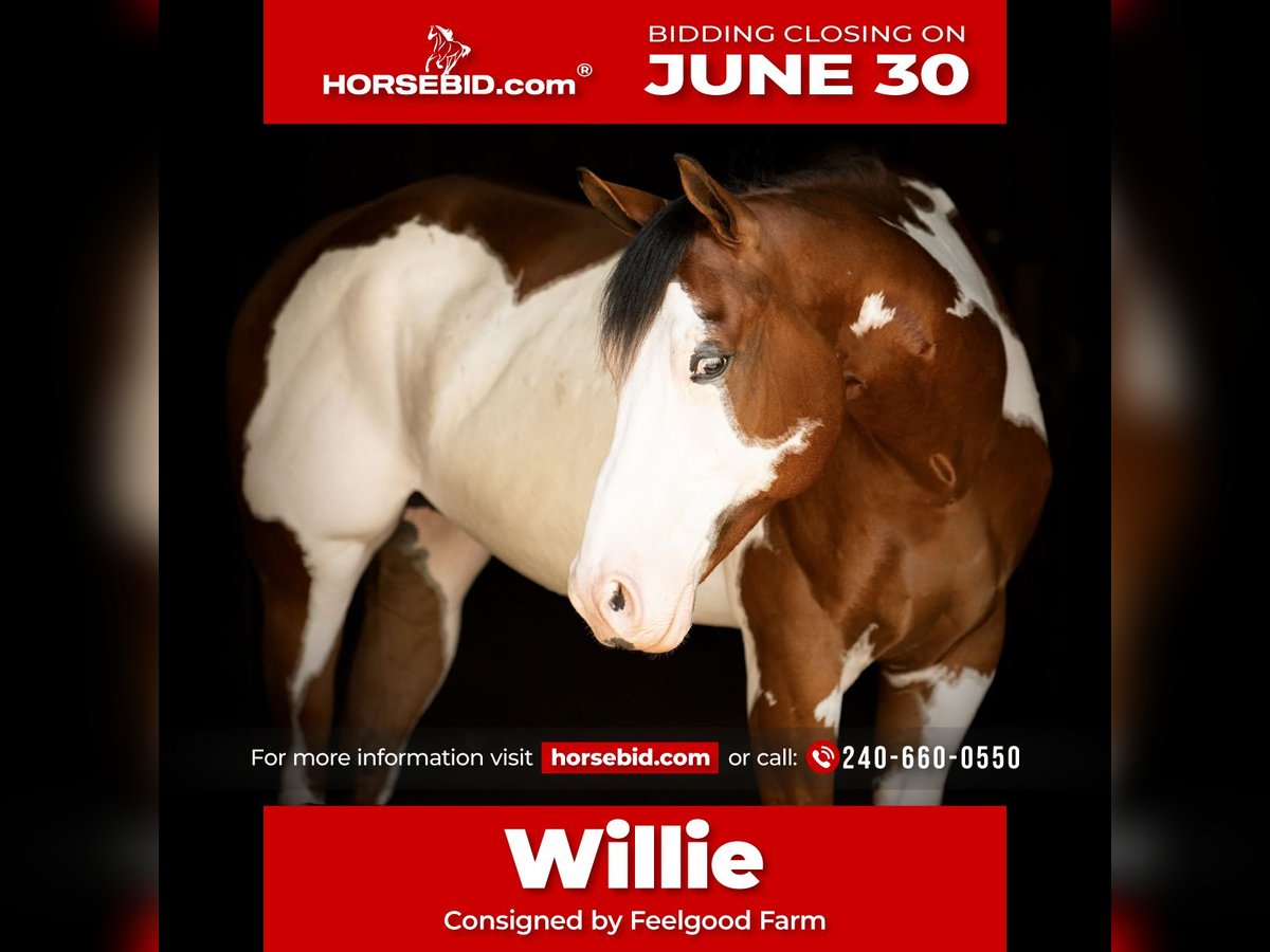 Paint Horse Wallach 6 Jahre 163 cm in Tuscarora, MD