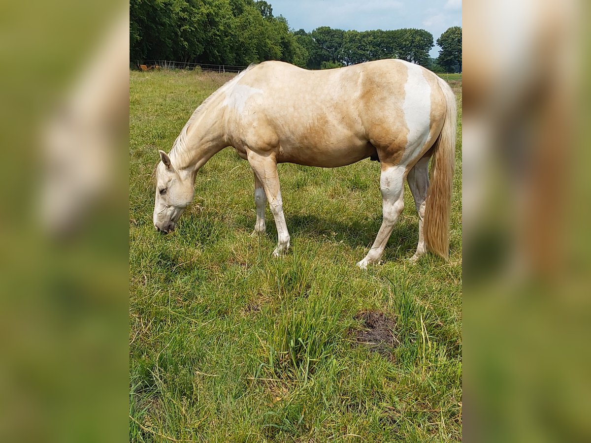 Paint Horse Wallach 6 Jahre in Haren