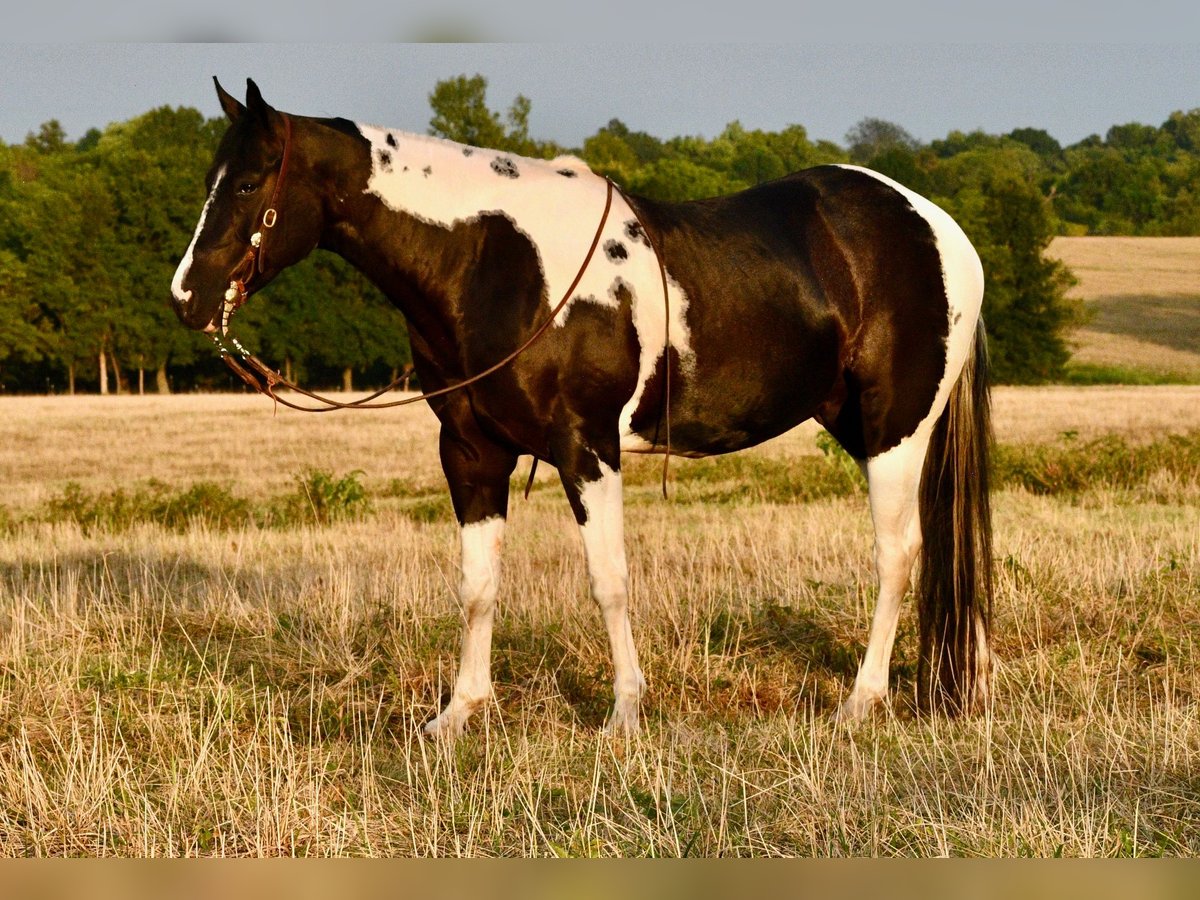 Paint Horse Wallach 7 Jahre 152 cm Rappe in Pleasant Hope, Mo. Paint Horse Wallach 7 Jahre 152 cm Rappe in Pleasant Hope, Mo.