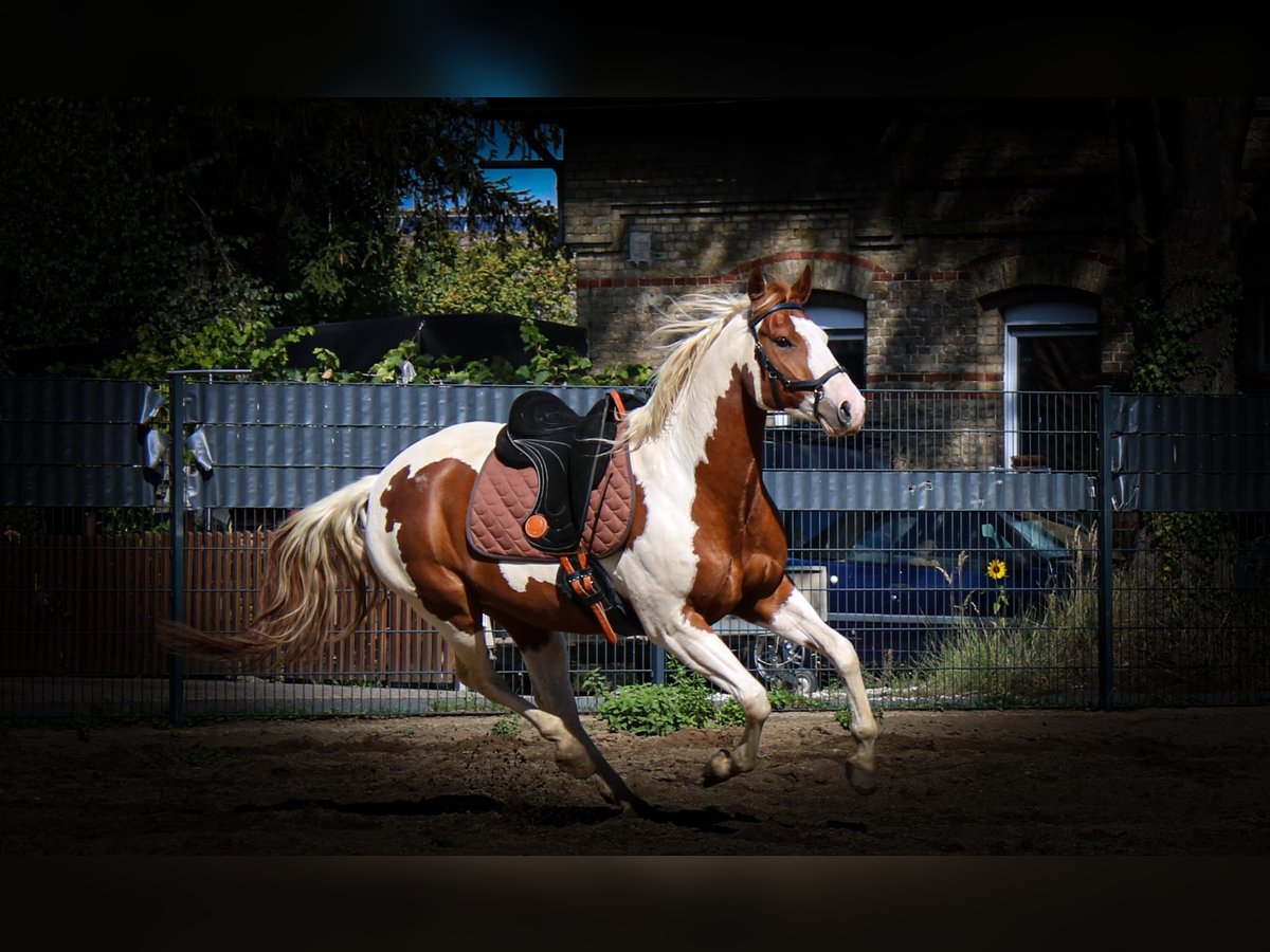 Paint Horse Wallach 7 Jahre 152 cm Tobiano-alle-Farben in Neu Drefahl