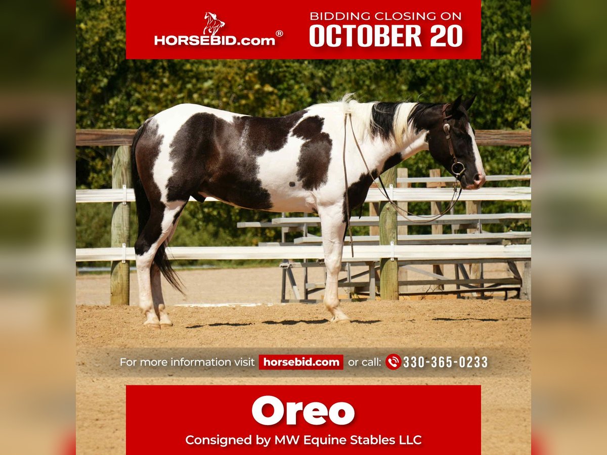 Paint Horse Wallach 7 Jahre 155 cm Schecke in Fresno