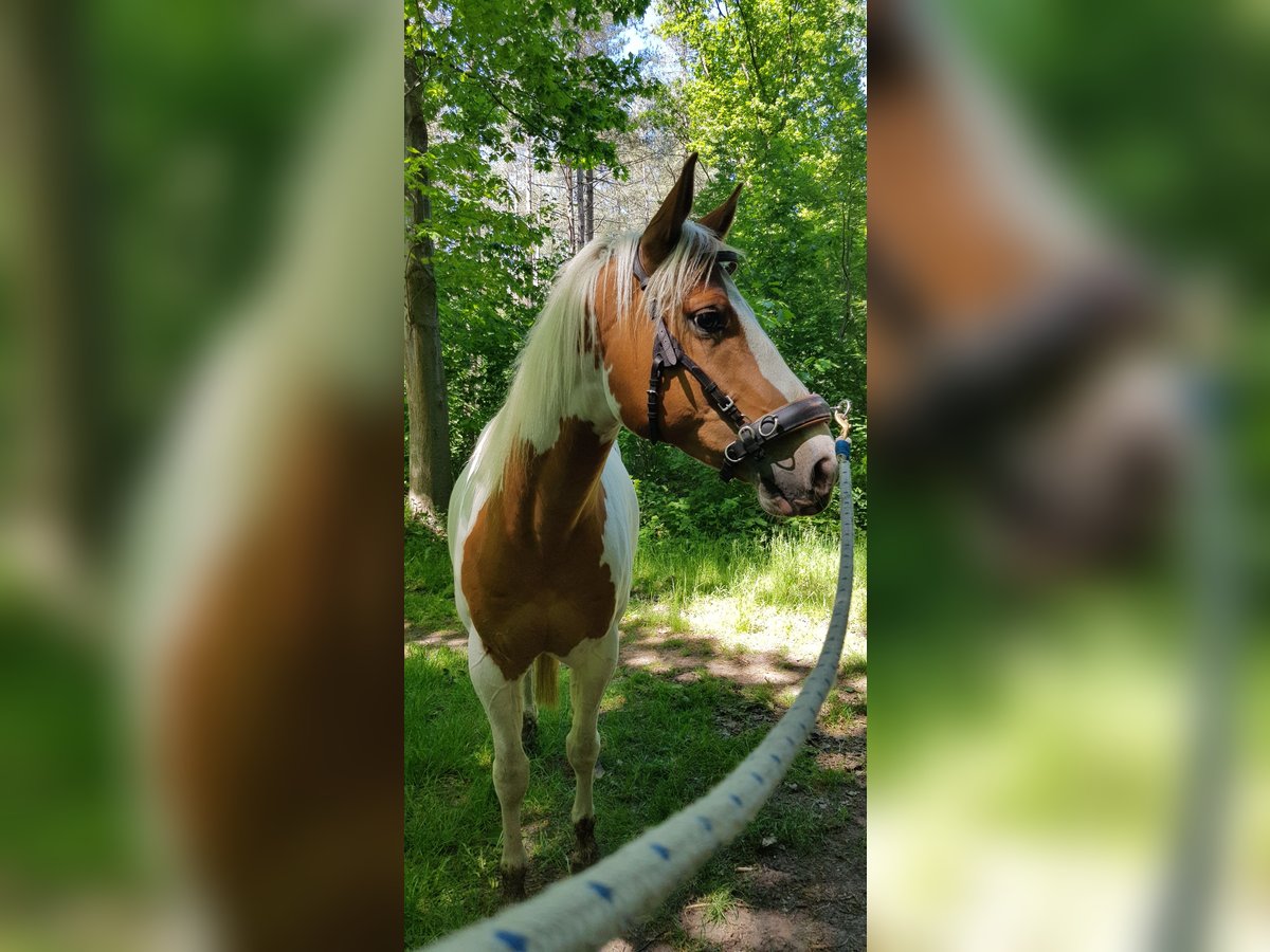 Paint Horse Wallach 7 Jahre 157 cm Tovero-alle-Farben in Breda