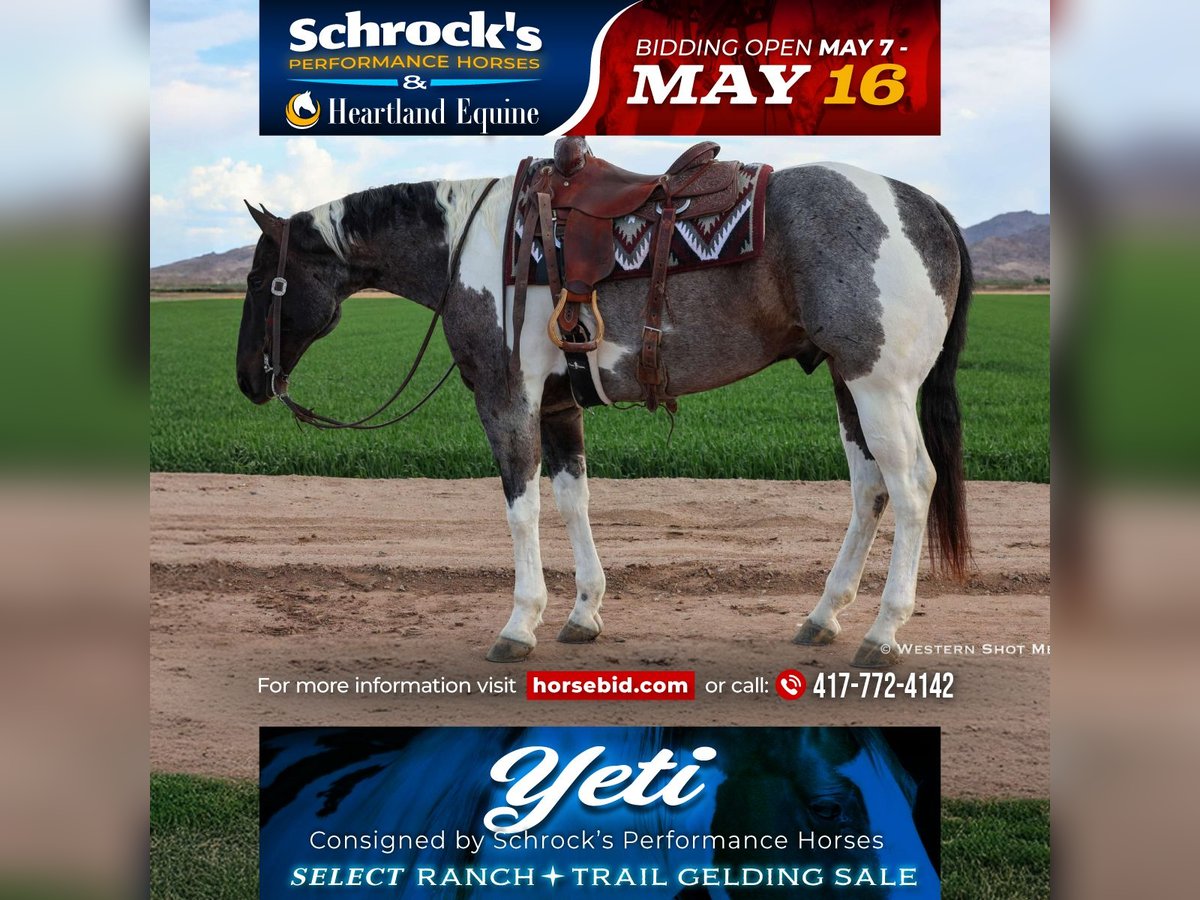 Paint Horse Wallach 7 Jahre 163 cm in Buckeye, AZ