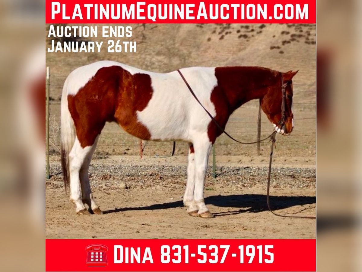 Paint Horse Wallach 7 Jahre Dunkelfuchs in PAICINES, CA