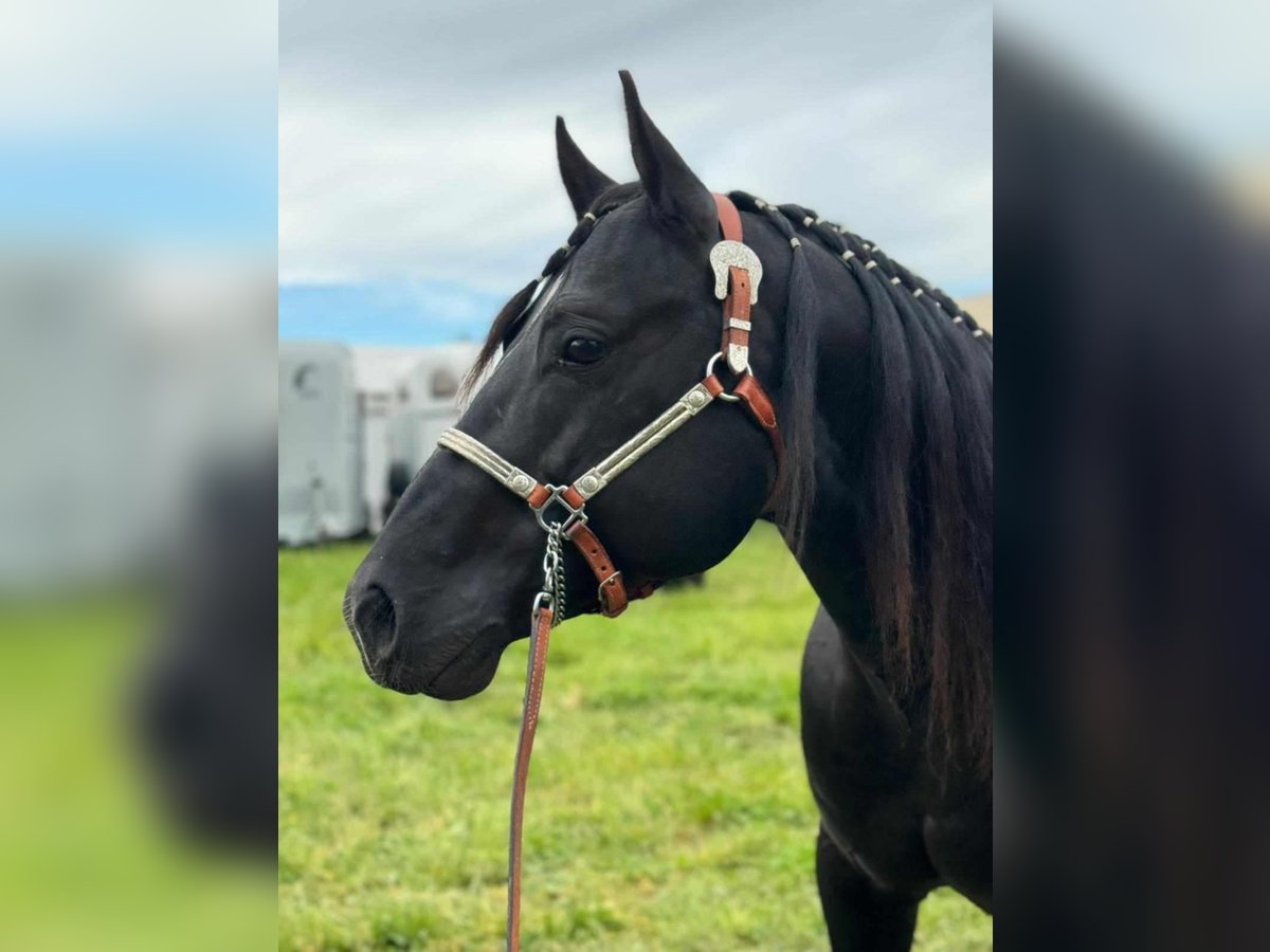Paint Horse Wallach 8 Jahre 150 cm Rappe in Altenstadt an der Waldnaab