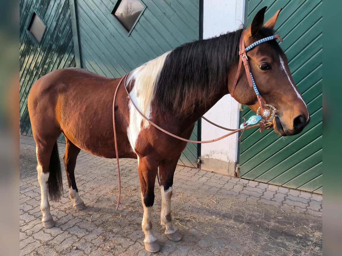 Paint Horse Wallach 8 Jahre 152 cm Tobiano-alle-Farben in Reichshof