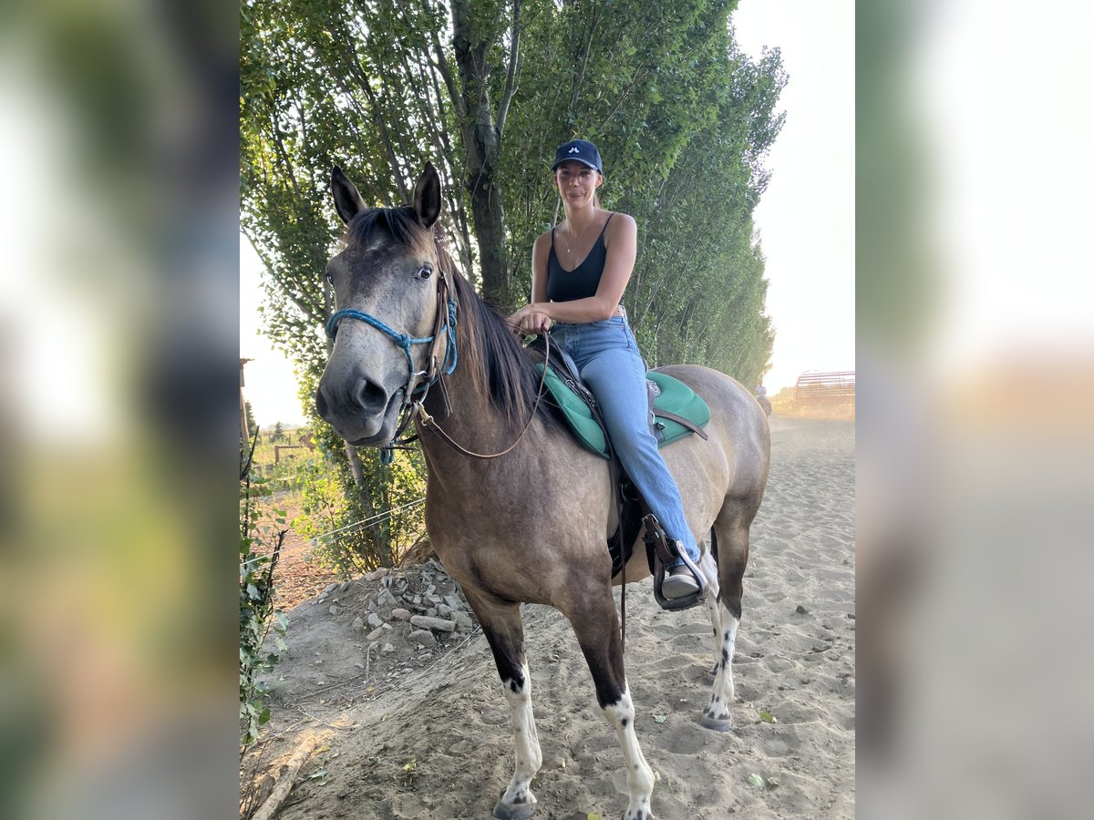 Paint Horse Wallach 8 Jahre 155 cm Falbe in Tesedikovo
