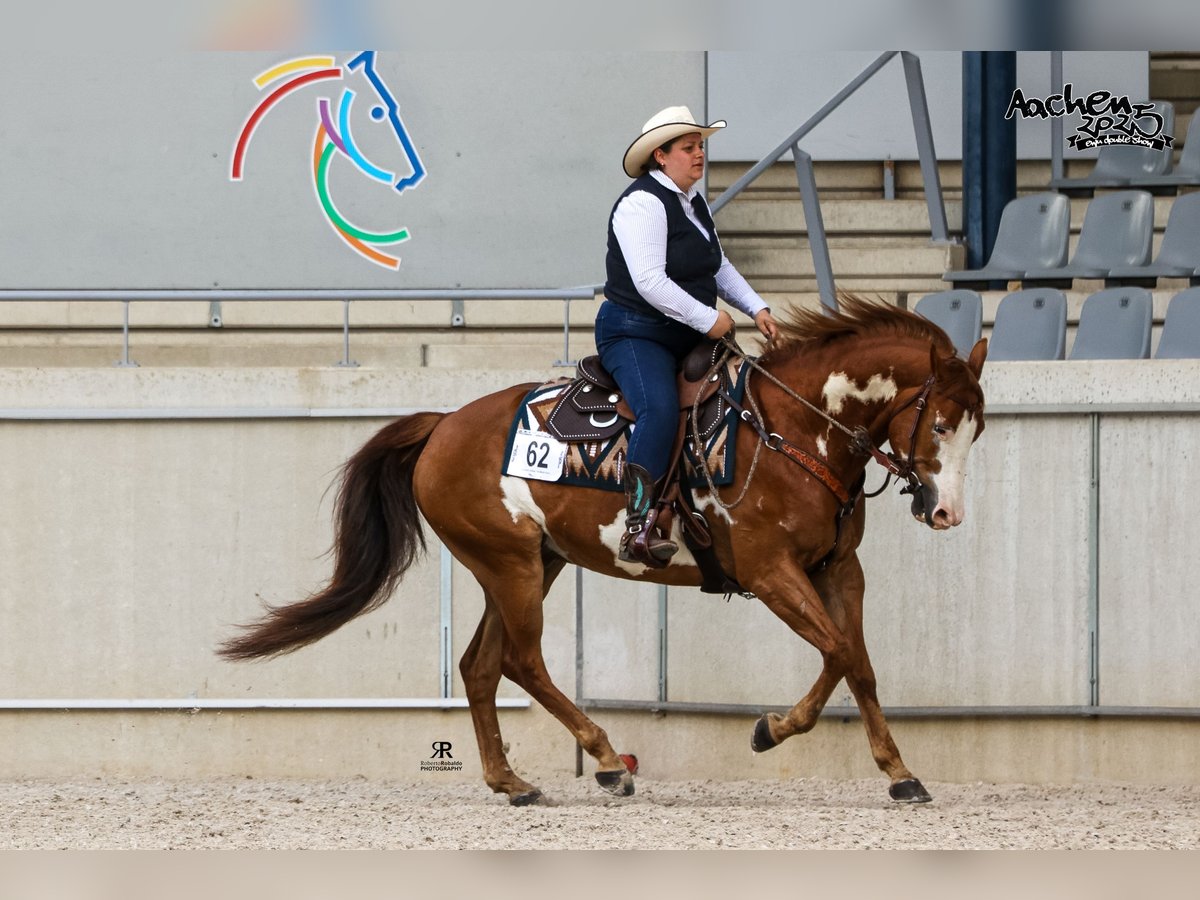 Paint Horse Mix Wallach 8 Jahre 165 cm Overo-alle-Farben in Langerwehe
