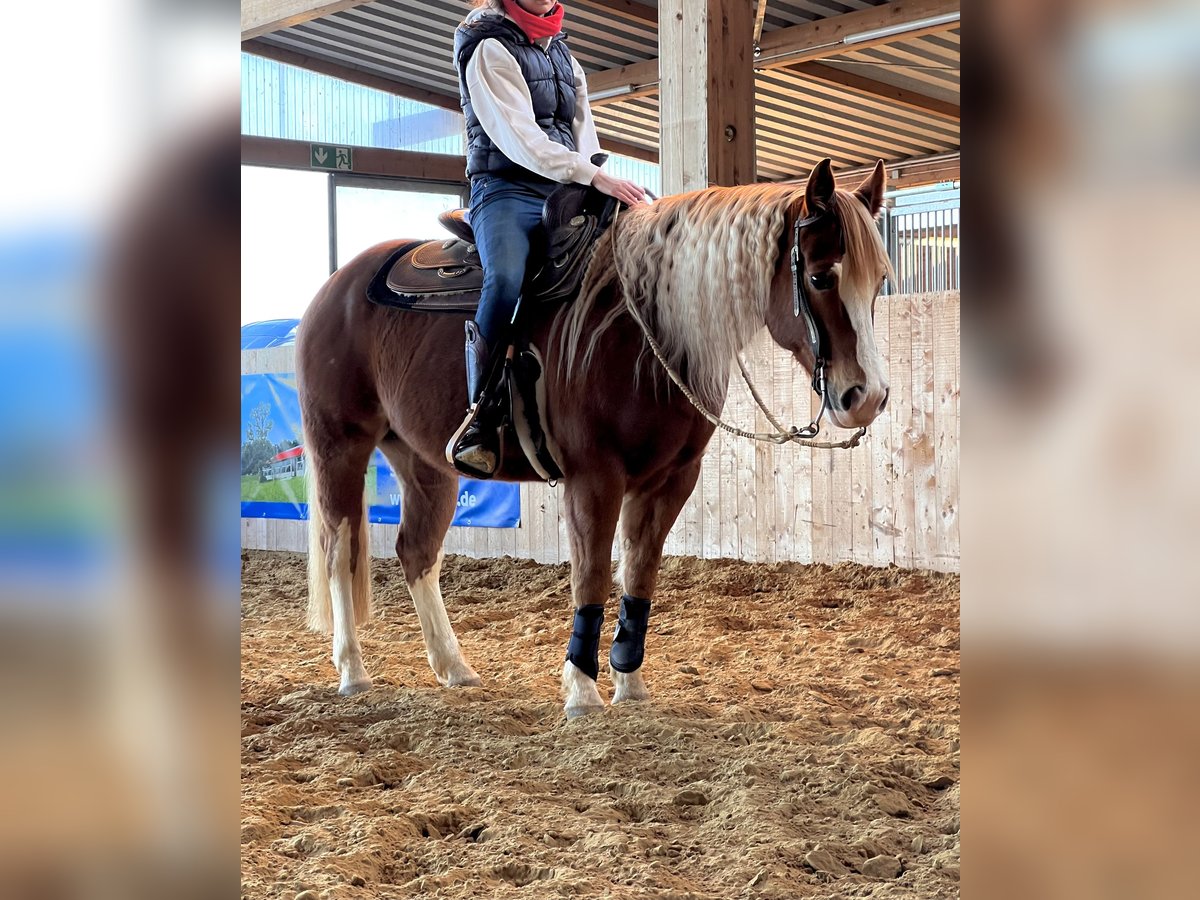 Paint Horse Wallach 9 Jahre 144 cm Fuchs in Hürtgenwald