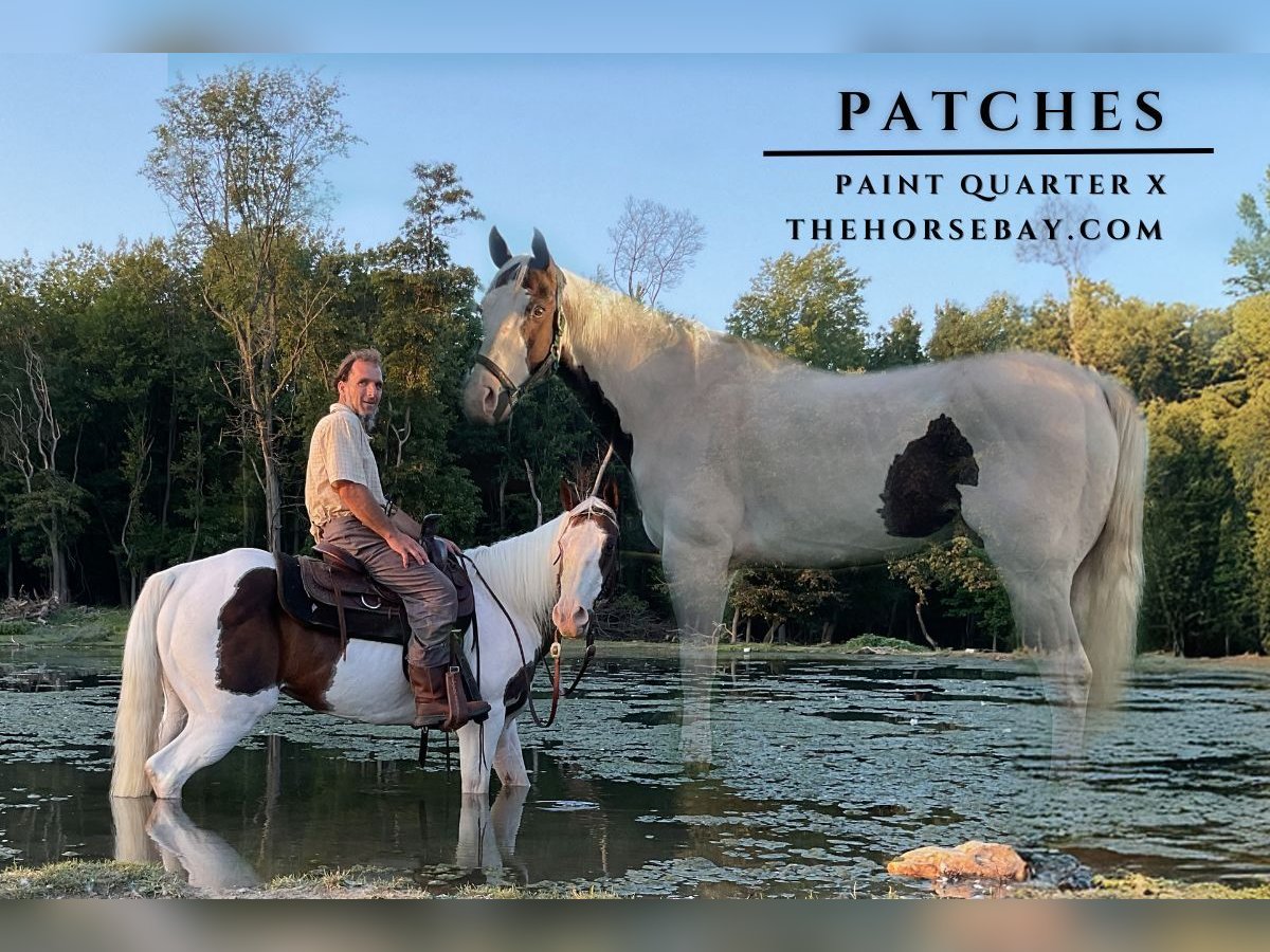 Paint Horse Wallach 9 Jahre 155 cm Tobiano-alle-Farben in Coatesville, PA