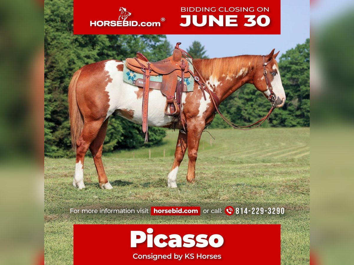 Paint Horse Wallach 9 Jahre 155 cm in Clarion, PA