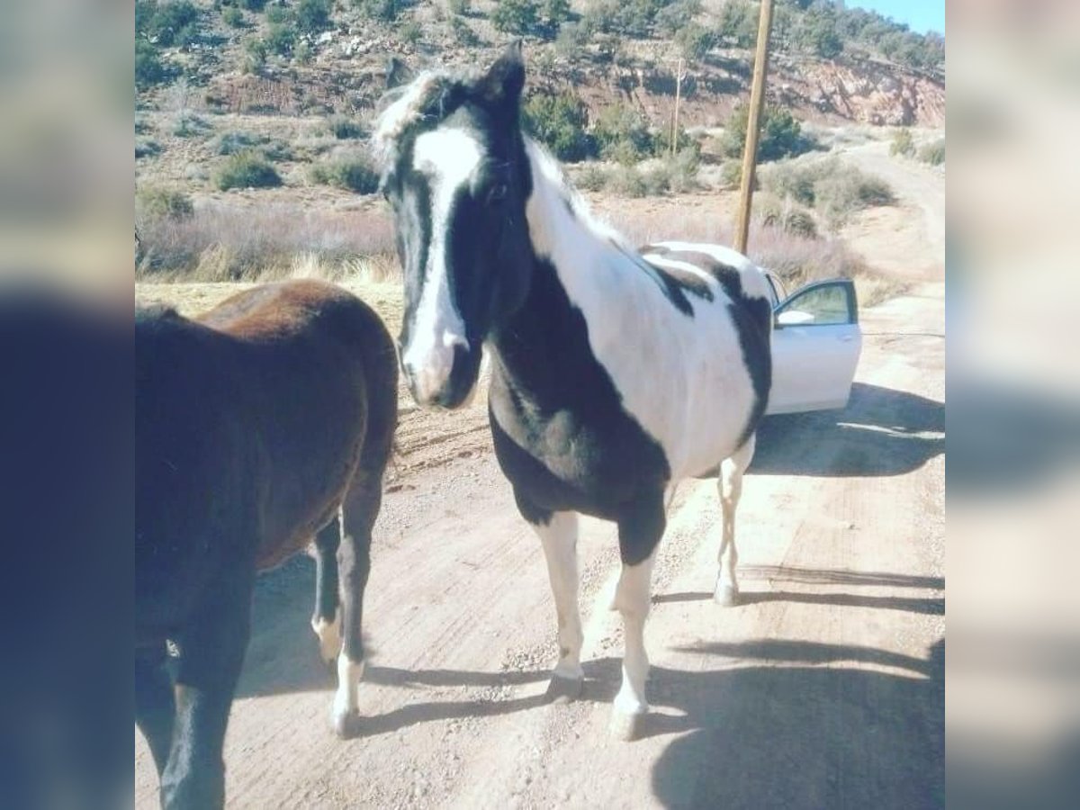 Paint Horse Yegua 10 años 152 cm Tobiano-todas las-capas in Taylor, AZ