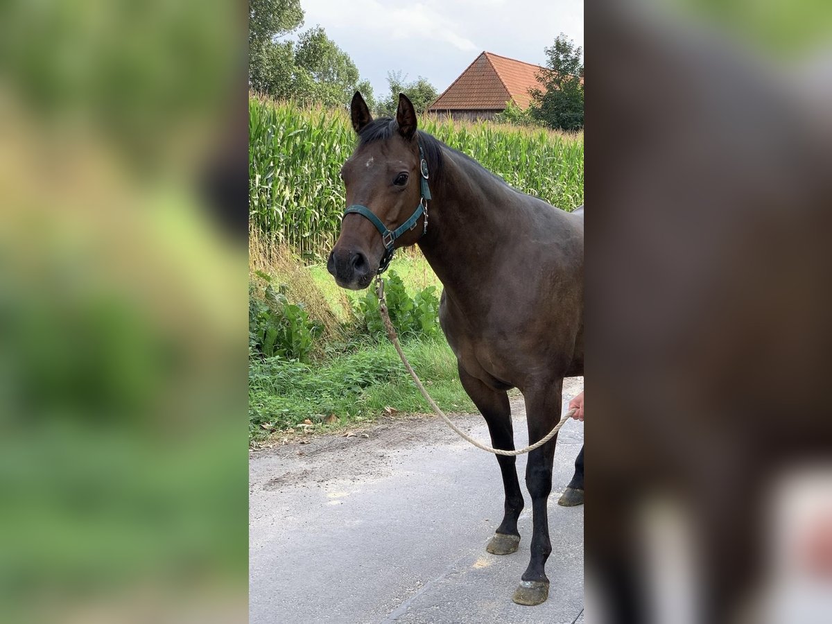 Paint Horse Yegua 14 años 152 cm in VahlbergSchöppenstedt