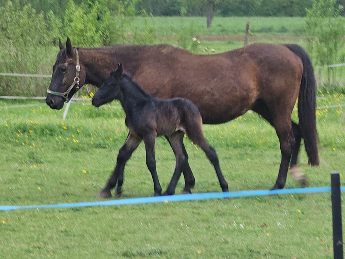 Paint Horse Yegua 16 años 156 cm Morcillo in Schallstadt