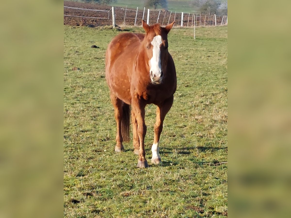 Paint Horse Mestizo Yegua 18 años 140 cm Alazán in Niederstetten