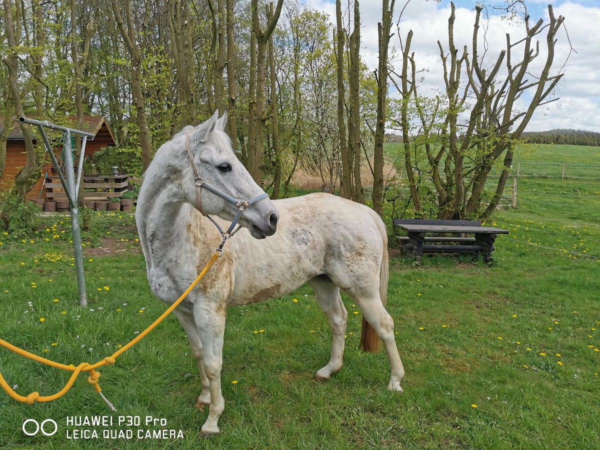 Paint Horse Yegua 19 años 155 cm Tordo rodado in BETTELDORF