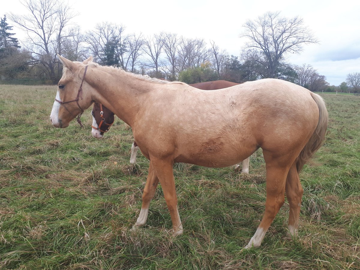 Paint Horse Yegua 2 años Palomino in Artern