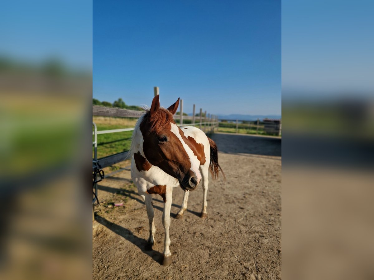 Paint Horse Yegua 2 años Tobiano-todas las-capas in Rheinfelden