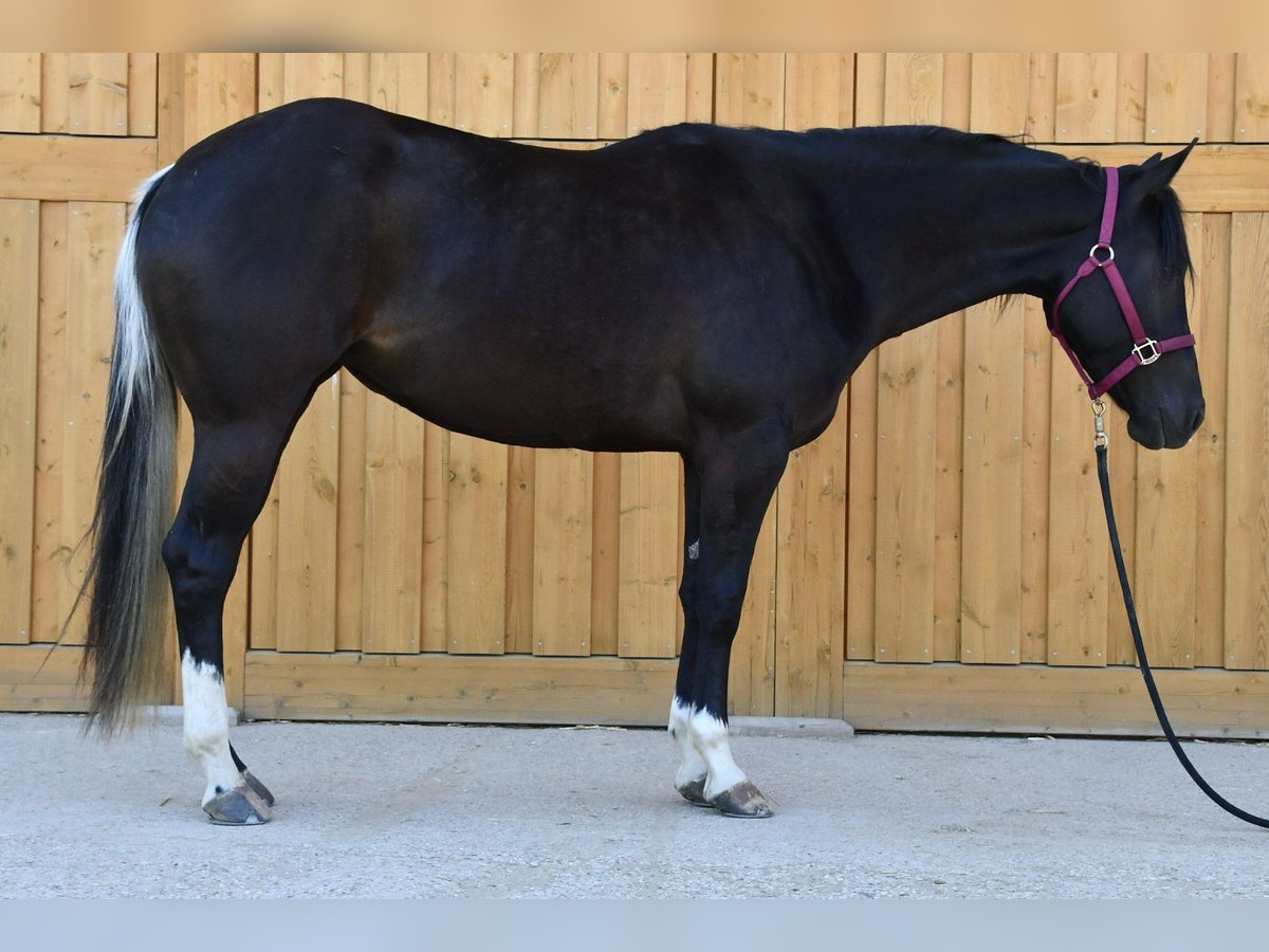 Paint Horse Yegua 3 años 153 cm Tobiano-todas las-capas in Alberndorf