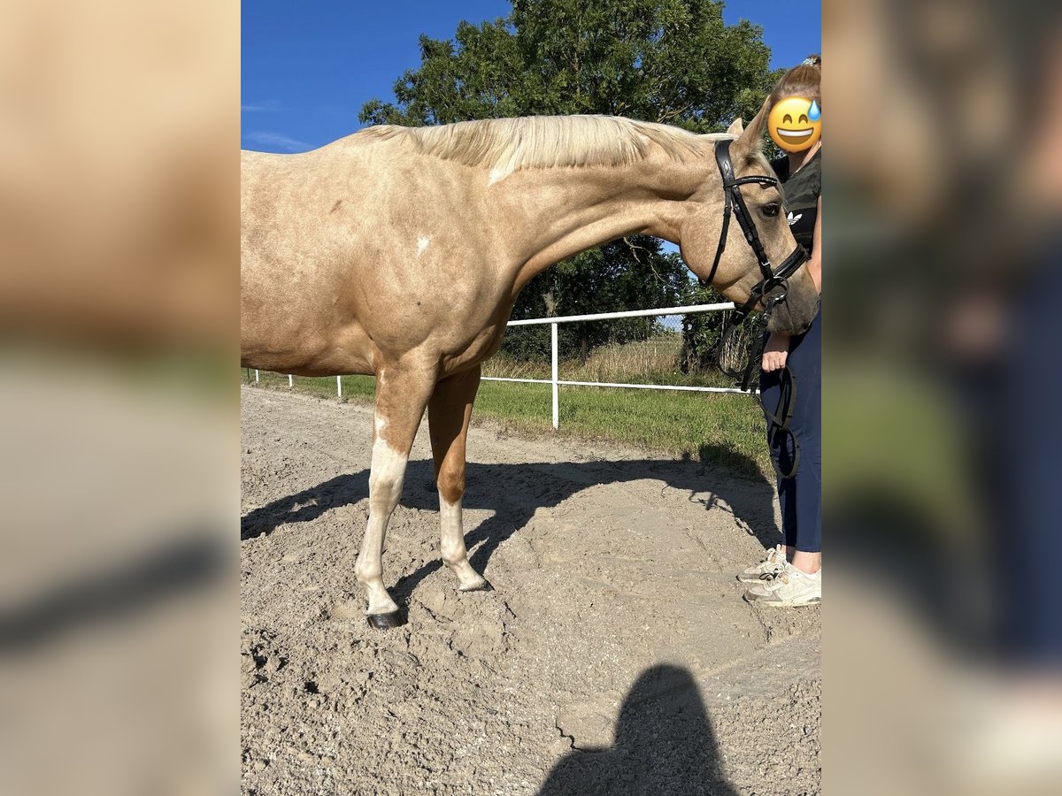 Paint Horse Yegua 3 años Palomino in Biendorf