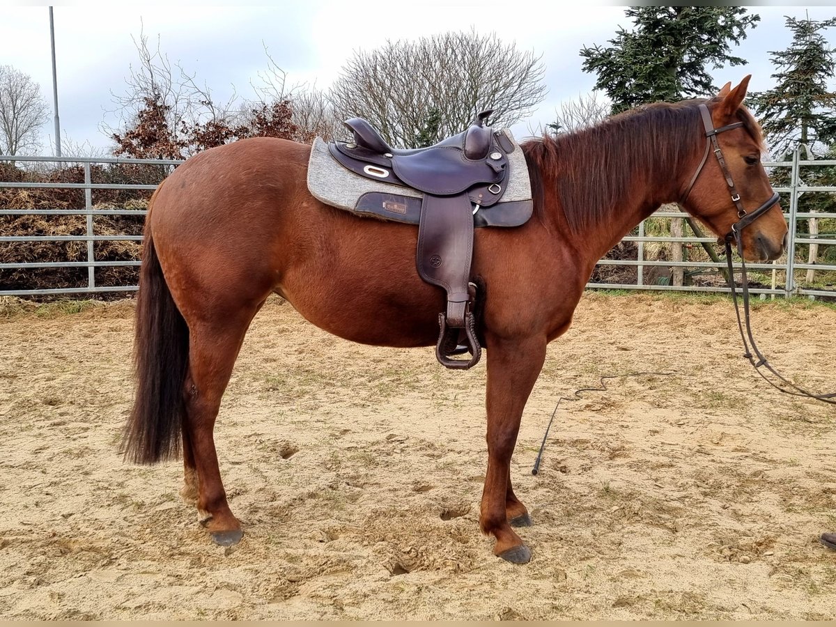 Paint Horse Yegua 5 años 150 cm Alazán-tostado in Maarheeze