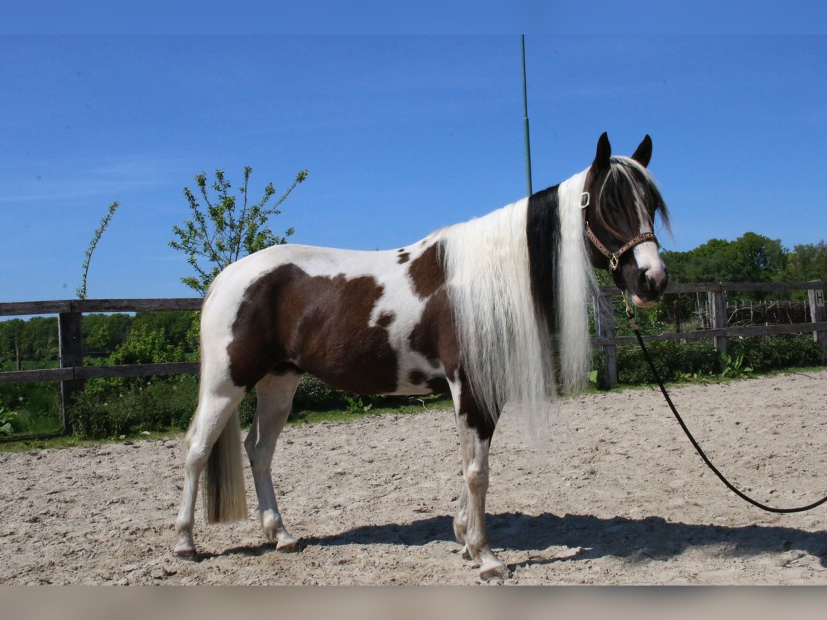 Paint Horse Yegua 6 años 154 cm Tobiano-todas las-capas in Scherpenzeel