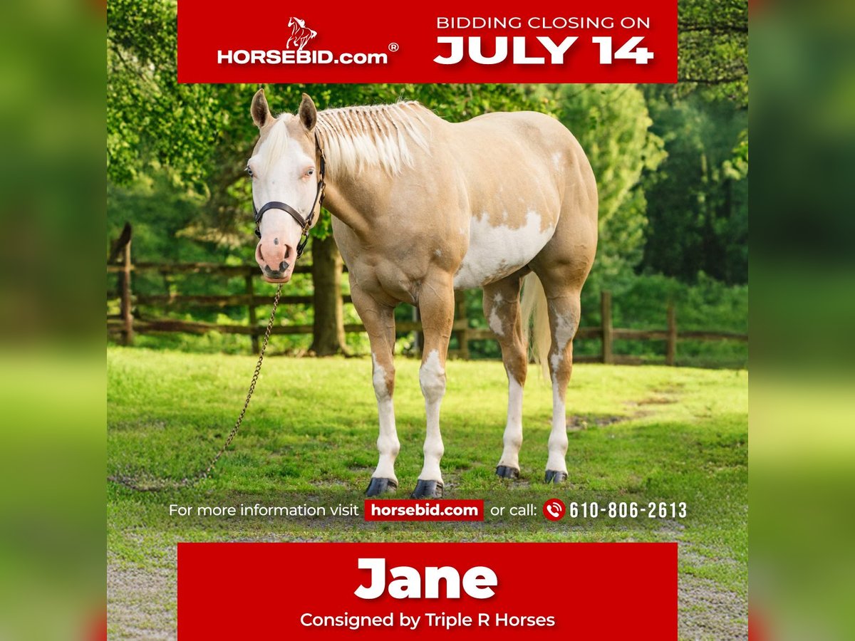 Paint Horse Yegua 6 años 157 cm Dunalino (Cervuno x Palomino) in New Holland, PA