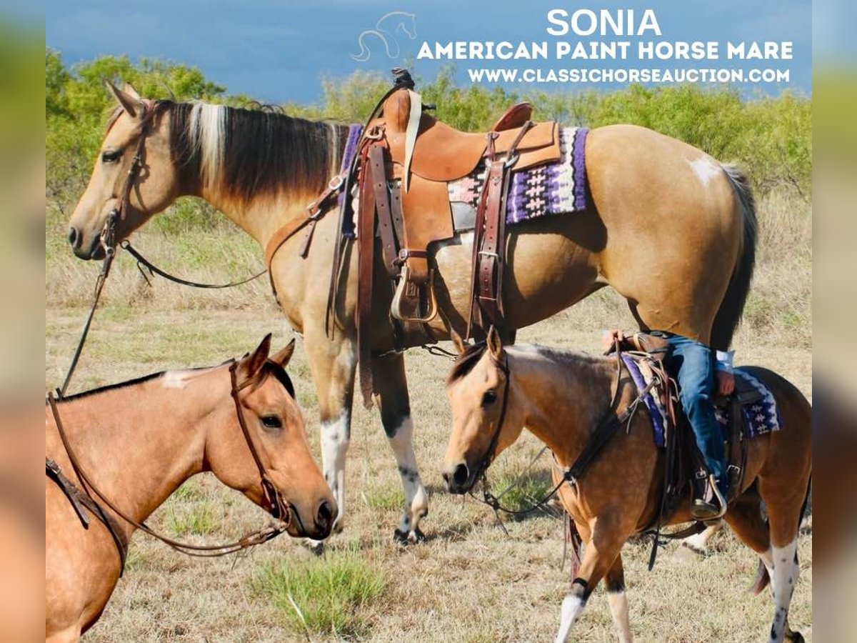 Paint Horse Yegua 7 años 152 cm Buckskin/Bayo in Graham,TX