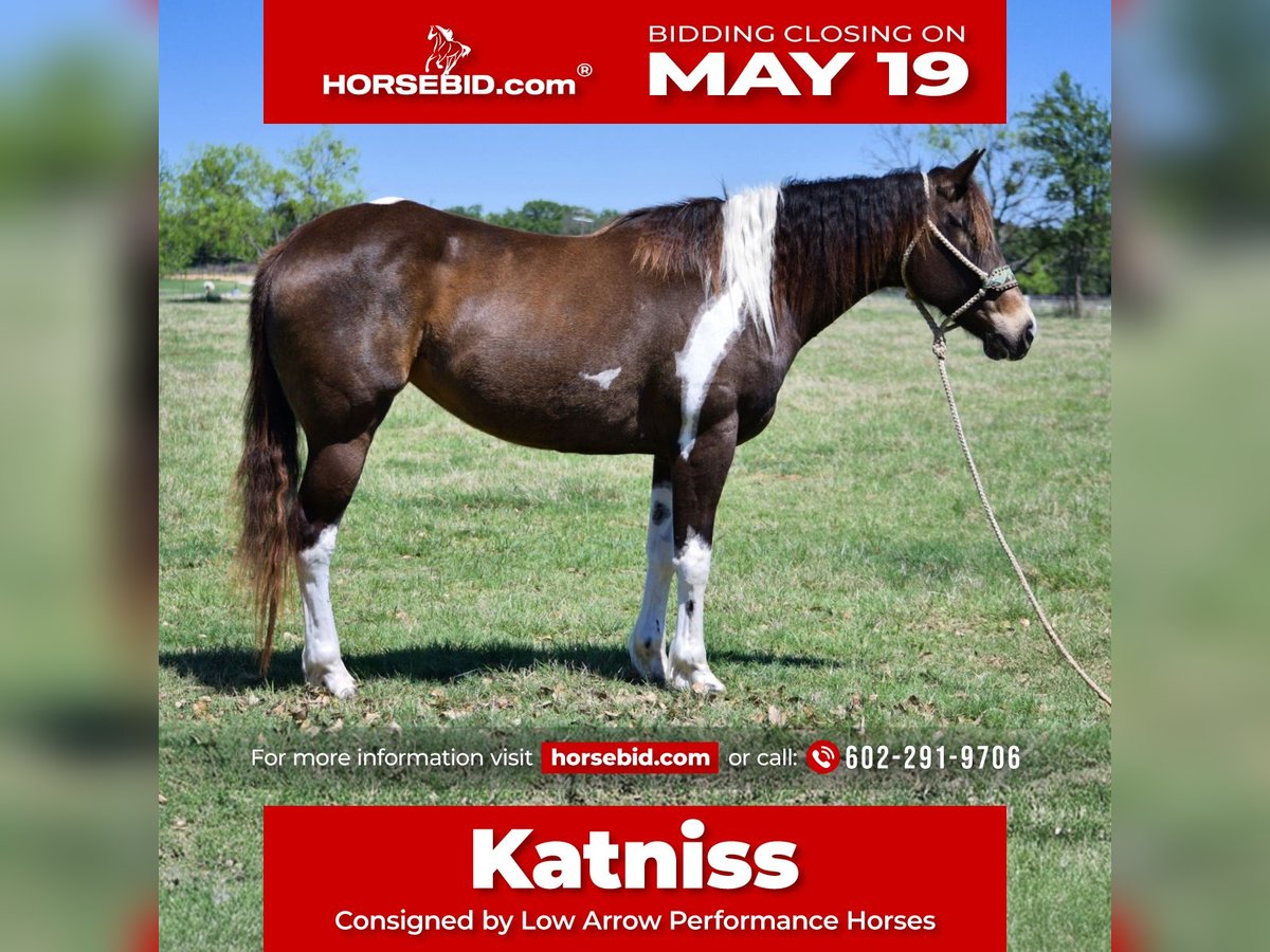 Paint Horse Yegua 8 años 152 cm Tobiano-todas las-capas in Stephenville, TX