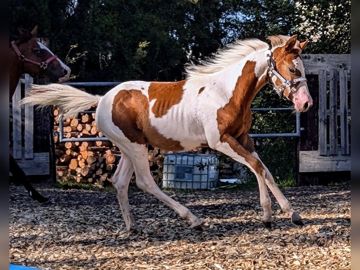 Paint Horse Yegua  130 cm in Neuhaus am Rennweg