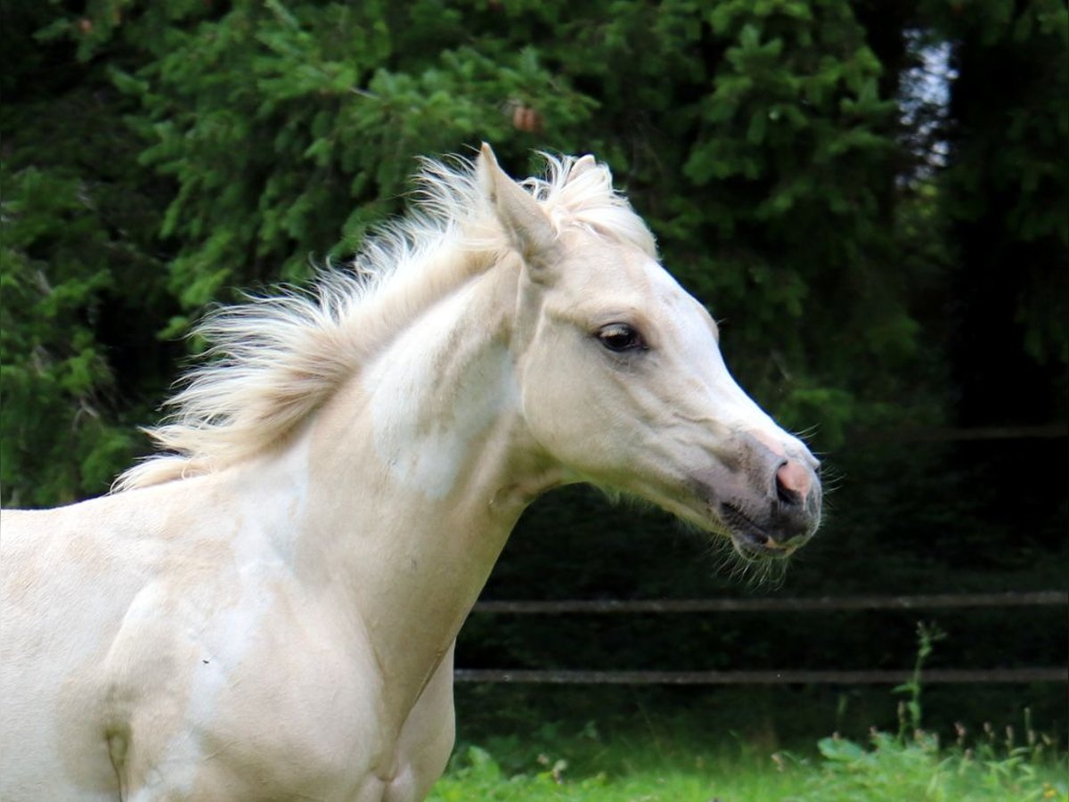 Paint Horse Yegua Potro (03/2024) 152 cm Tobiano-todas las-capas in BERNE