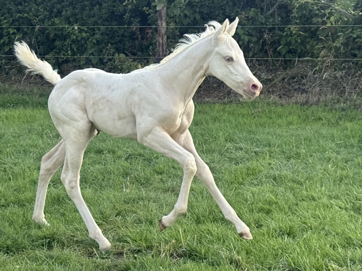 Paint Horse Yegua Potro (06/2025) Champán in Aachen