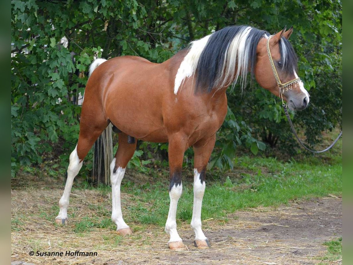 PAINTED DRAGON Arabian Partbred Stallion Pinto in Mörsdorf