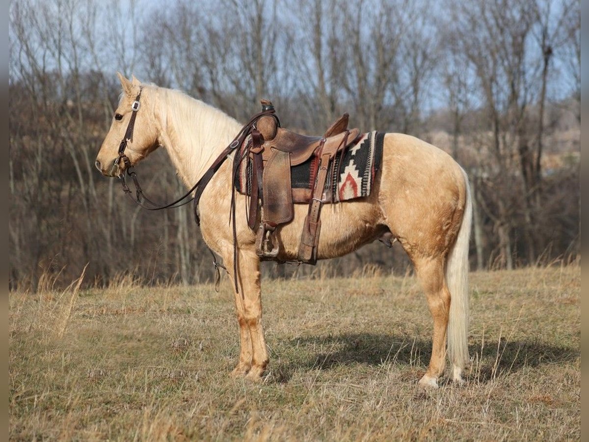 Palomino Caballo castrado 10 años 152 cm Palomino in Brodhead Ky