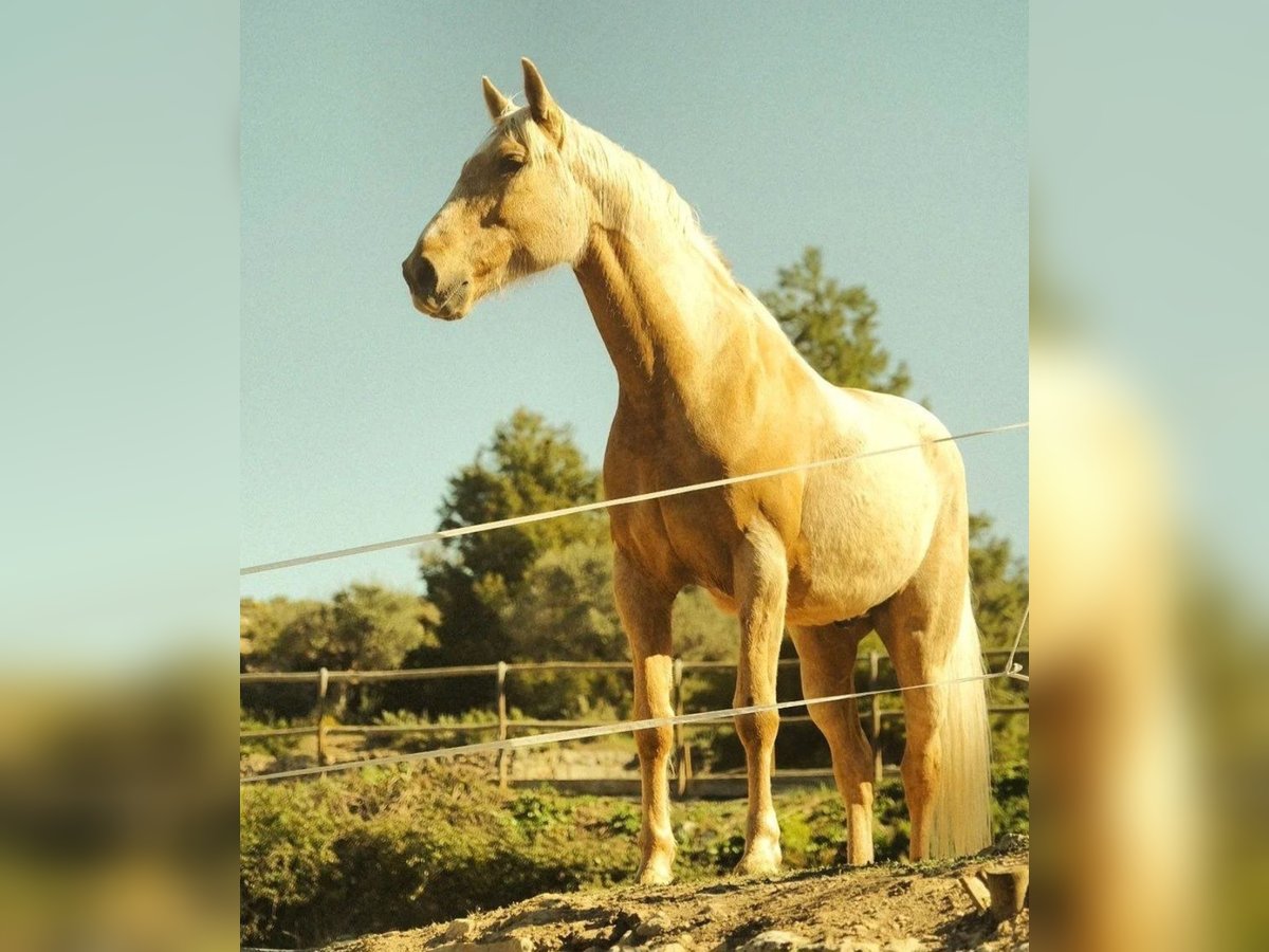 Palomino Caballo castrado 11 años 155 cm Palomino in Valderrobres