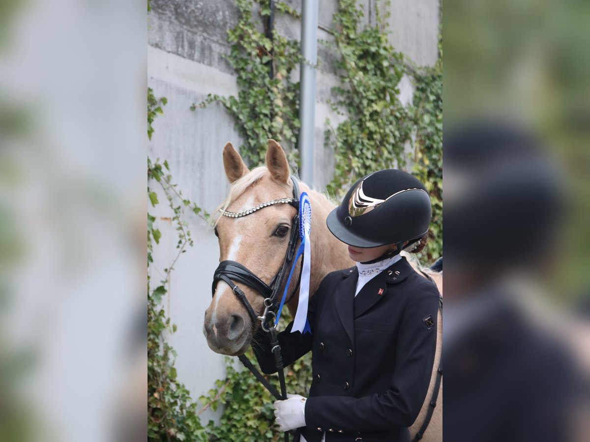 Palomino Caballo castrado 13 años 140 cm Palomino in Ølstykke