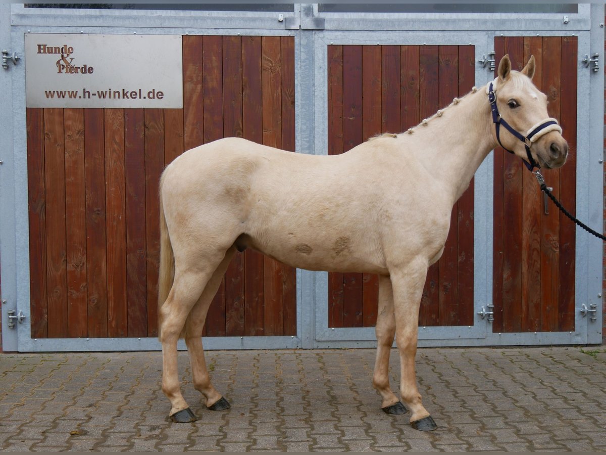 Palomino Caballo castrado 3 años 145 cm in Dorsten