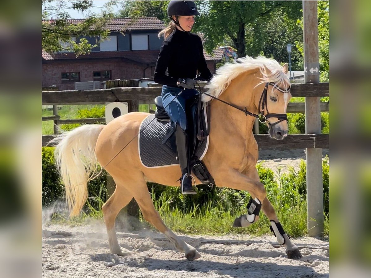 Palomino Caballo castrado 5 años 141 cm Palomino in Dissen am Teutoburger Wald