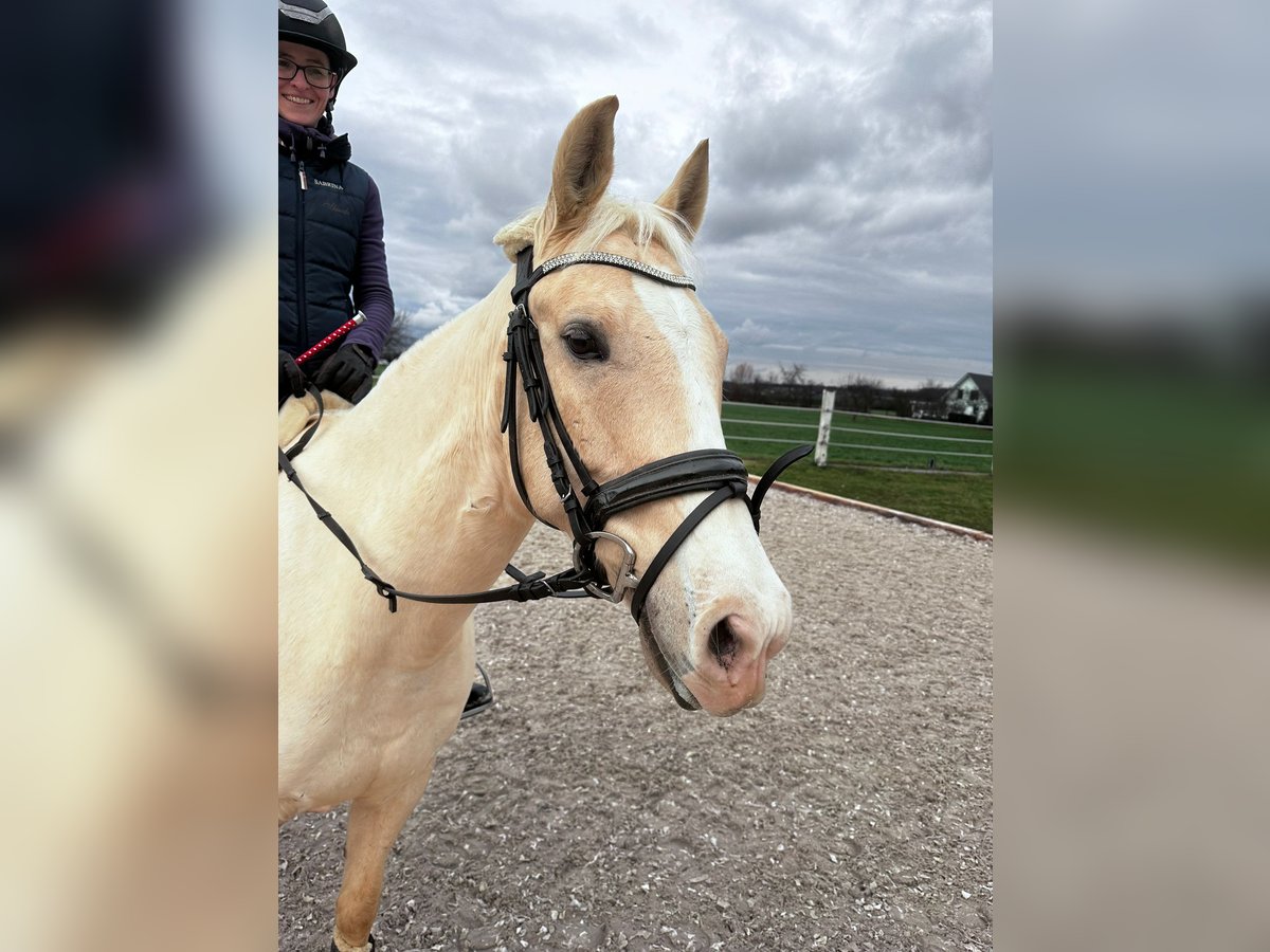 Palomino Caballo castrado 5 años 148 cm Palomino in Niederbuchsiten