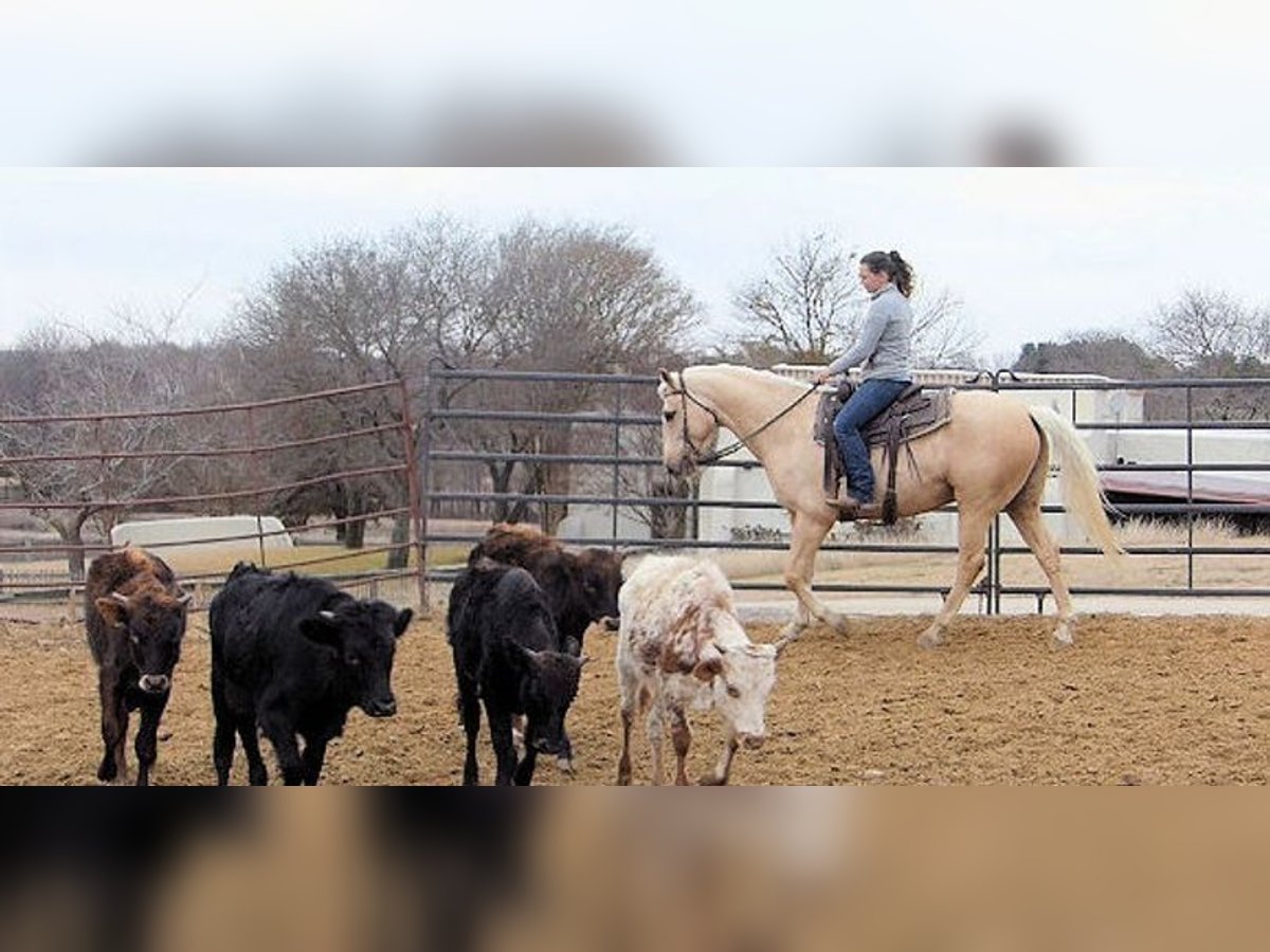 Palomino Caballo castrado 7 años 152 cm Palomino in Belfast