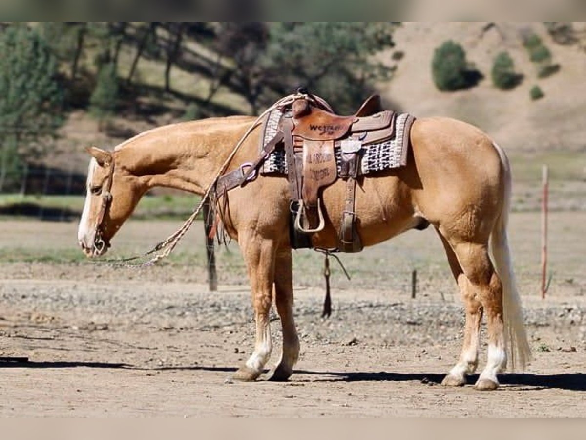 Palomino Caballo castrado 7 años 60 cm Palomino in Austin